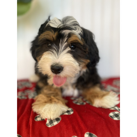 BERNEDOODLE BARN MAGGIE PUPPY IS IN PHILIPPINE